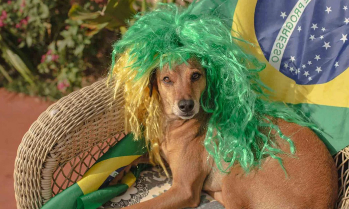  These Dogs Are The National Symbol Of Brazil.. You'll Be Surprised To Know The R-TeluguStop.com