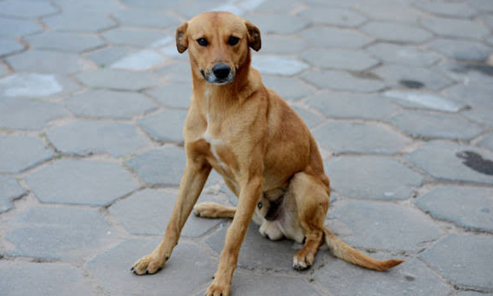 Telugu Brazil, Caramel Dogs, National Symbol, Nri, Resilience, Street Dogs-Telug