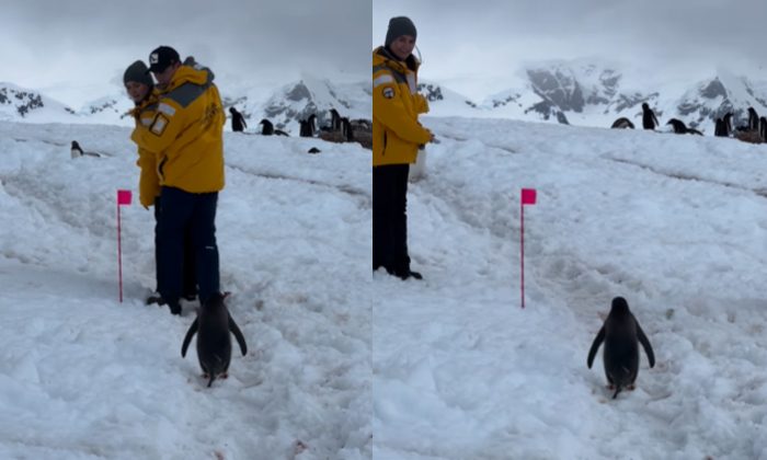  Wow, How Polite: Penguin Waiting To Avoid Trouble For Couple.. Video Goes Viral!-TeluguStop.com