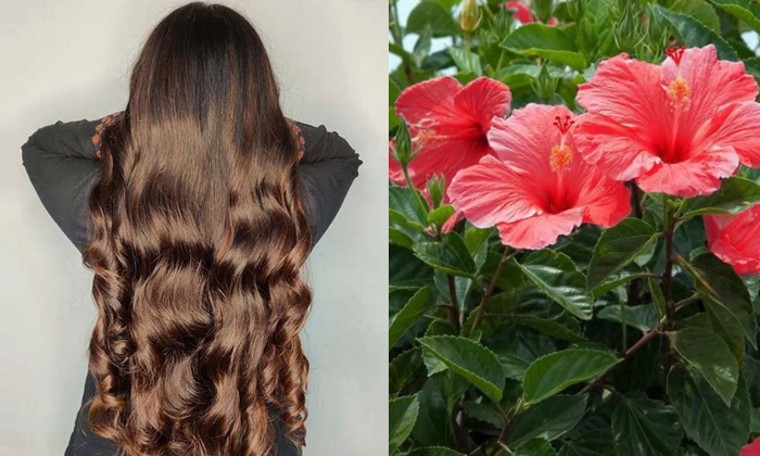  Doing This With Hibiscus Leaves Will Reduce Hair Fall Details, Hibiscus Leaves,-TeluguStop.com