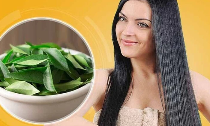  Here The Benefits Of Curry Leaves For Hair! Hair Care, Hair Care Tips, Healthy H-TeluguStop.com