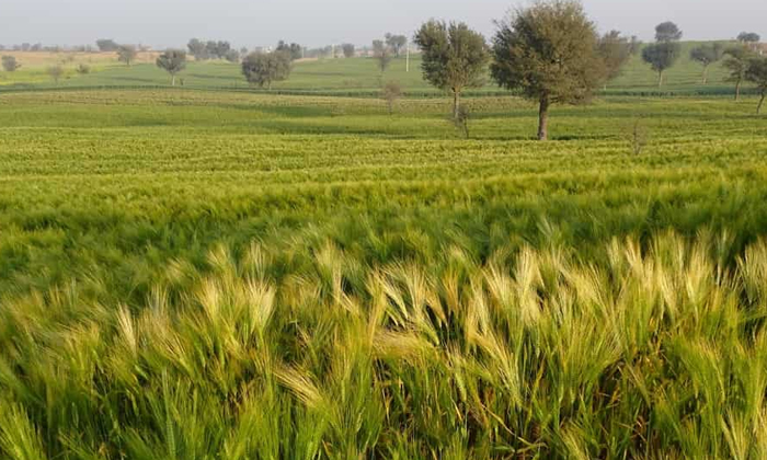  How Punjab’s Nris Can Protect Their Farmlands Illegally Taken By Acquaintances-TeluguStop.com