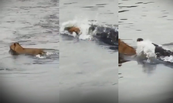 Telugu Animals, Crocodile, Escape, Latest, Nature, River Attack, Wildlife-Latest