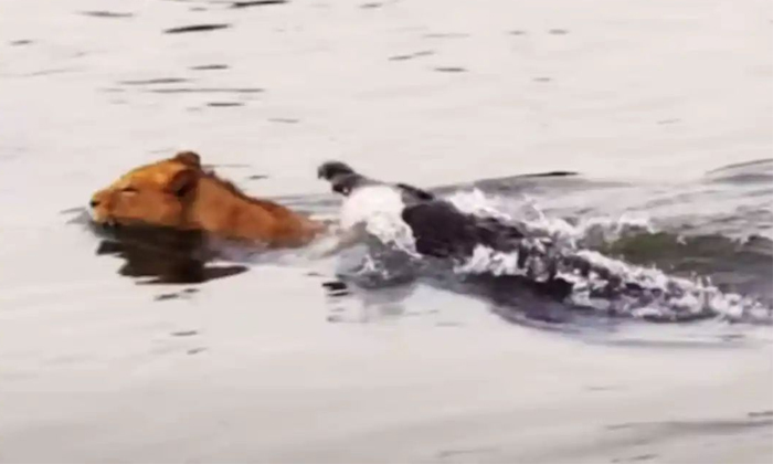 Telugu Animals, Crocodile, Escape, Latest, Nature, River Attack, Wildlife-Latest