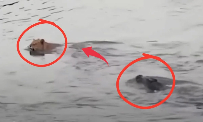  Lion Narrowly Escapes Crocodile Attack Video Viral Details, Lion, Crocodile, Ani-TeluguStop.com