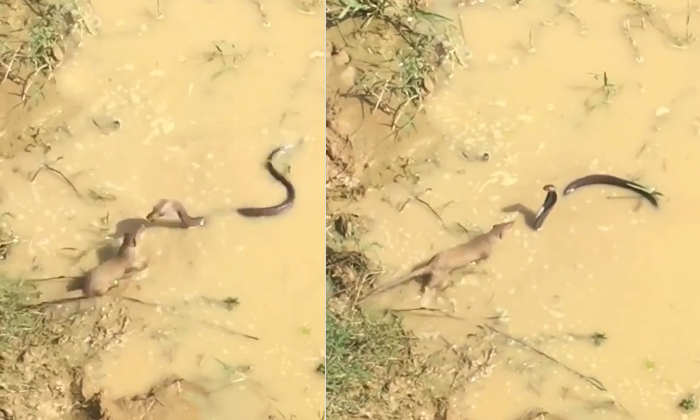  Mongoose Vs Cobra Fight Video Viral Details, Snake, Viral Video, Viral Latest, N-TeluguStop.com