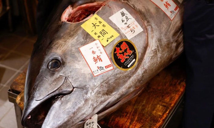  Oh God, One Fish Costs 11 Crores , Bluefin Tuna, Japan, New Year Tradition, Rare-TeluguStop.com