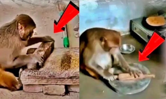 Telugu Monkey, Uttar Pradesh, Latest-Latest News - Telugu