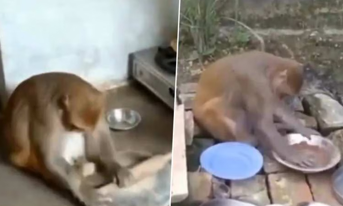 Telugu Monkey, Uttar Pradesh, Latest-Latest News - Telugu