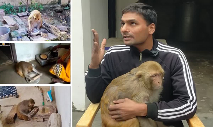  Raebareli Monkey Viral Video Seen Doing All Work Inside House Details, Uttar Pra-TeluguStop.com