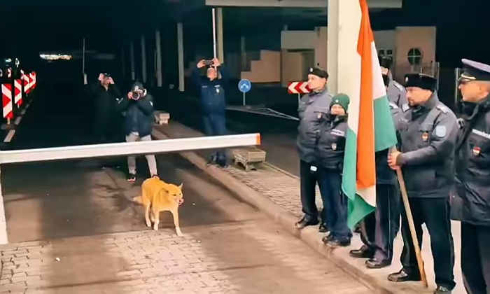  Stray Dog Becomes First To Cross Borders As Romania Joins Schengen Video Viral D-TeluguStop.com