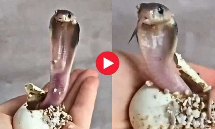  Video Video Ever Seen The Birth Of King Cobra, King Cobra ,watch ,video ,viral V-TeluguStop.com