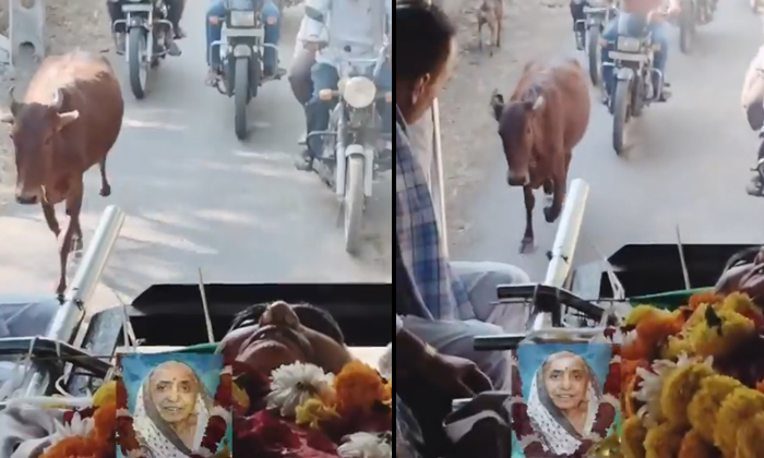  Viral Video Cow Joins Funeral Procession Of Lady Who Fed Her Rotis Details, Cow,-TeluguStop.com