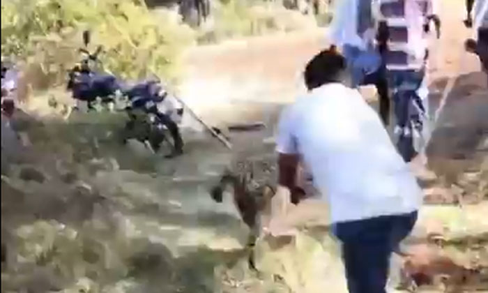  What Kind Of Viral Video Did The Cheetah Catch Like A Chicken, Indeed, A Filmy C-TeluguStop.com