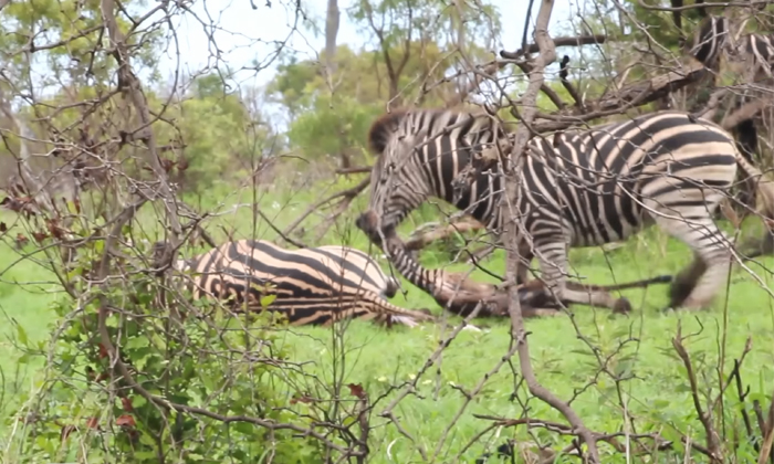 Telugu Animalkingdom, Animal, Nature Footage, Kruger, Malezebra, National Park,