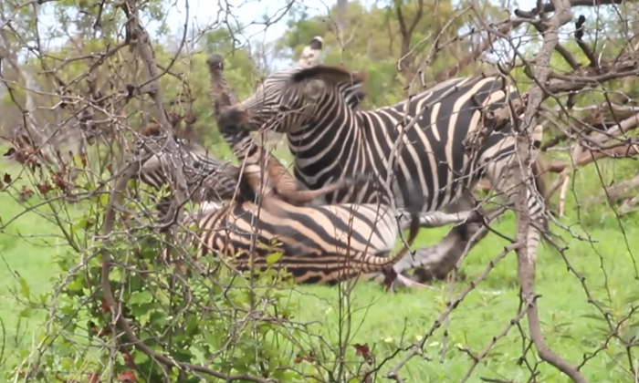 Telugu Animalkingdom, Animal, Nature Footage, Kruger, Malezebra, National Park,