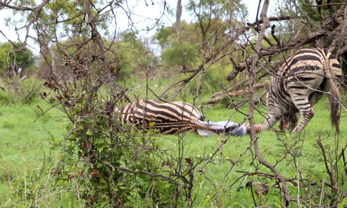  Zebra Stallion Crushes Foal Mid-birth While Mom Fights Back Video Viral Details,-TeluguStop.com