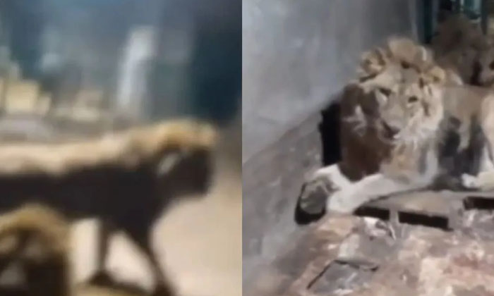  Zookeeper Who Was Killed By Lions To Impress His Girlfriend Is Horrifying Video,-TeluguStop.com