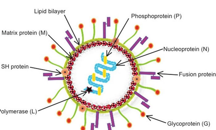 Telugu Bangalore, Hmpv, Corona, Hmpv China, Hmpv Symptoms, Karnataka-Latest News