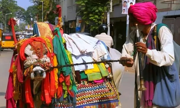  Sankranthi Festival Traditional Cow Ritual, Sankranthi Festival, Traditional Cow-TeluguStop.com