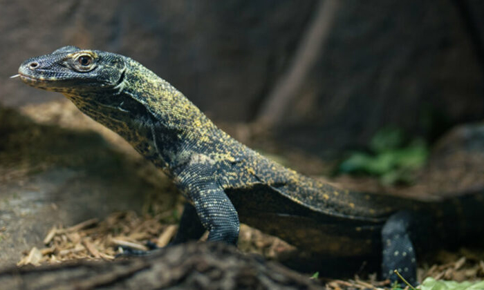  Video: What A Komodo Dragon Did To A Snake Will Make Your Eyes Water!, Komodo Dr-TeluguStop.com