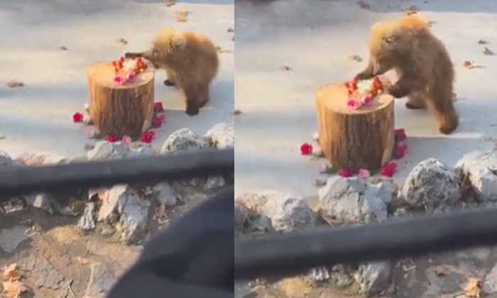  Viral Video: This Bully Bear's Mischief Is Not Uncommon, Junjun ,viral Bear ,cu-TeluguStop.com