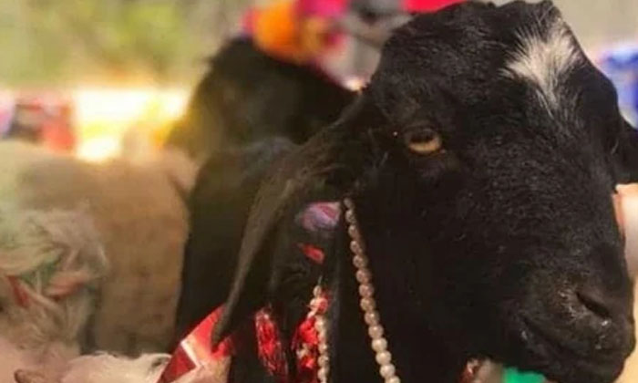  Who Raped A Goat Went Viral In Uttar Pradesh, Uttar Pradesh, Goat, Sexual Assau-TeluguStop.com