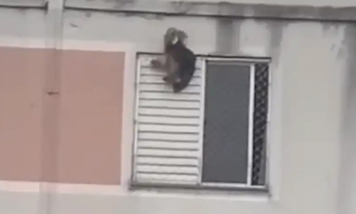 Brazil Woman Saved The Falling Dog In A Cinematic Style, Dog Rescue Brazil, Vi Brazil Woman Saved The Falling Dog In A Cinematic Style, Dog Rescue Brazil, Vi-TeluguStop.com