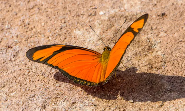 Telugu Brazilian Teen, Butterfly, Trends, Davi Moreira, Septic Shock, Teen, Tham Telugu Brazilian Teen, Butterfly, Trends, Davi Moreira, Septic Shock, Teen, Tham