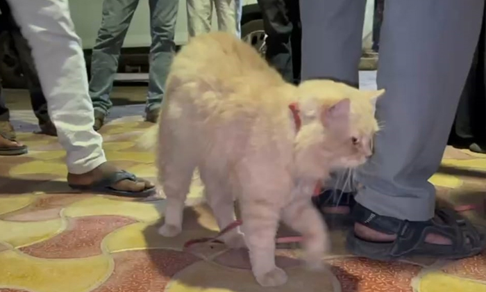  Cat Went From Station To The District Boss, Cat , Station , District Boss, Cat M-TeluguStop.com