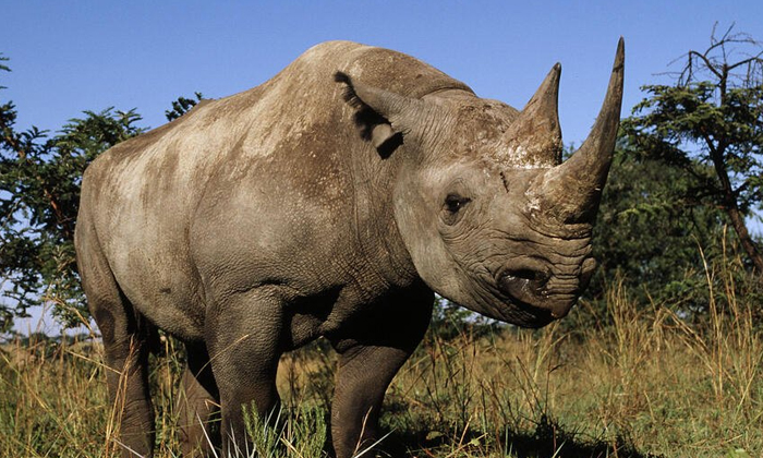 Telugu Black Milk, Famale Black, Milk, Produce Black, Rhinos-Latest News - Telug Telugu Black Milk, Famale Black, Milk, Produce Black, Rhinos-Latest News - Telug