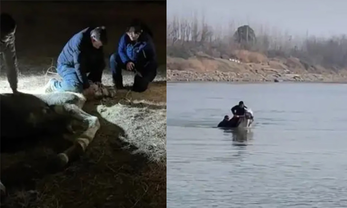  Heroic White Horse Bailong Dies Days After Rescuing Man From Drowning Details, H-TeluguStop.com