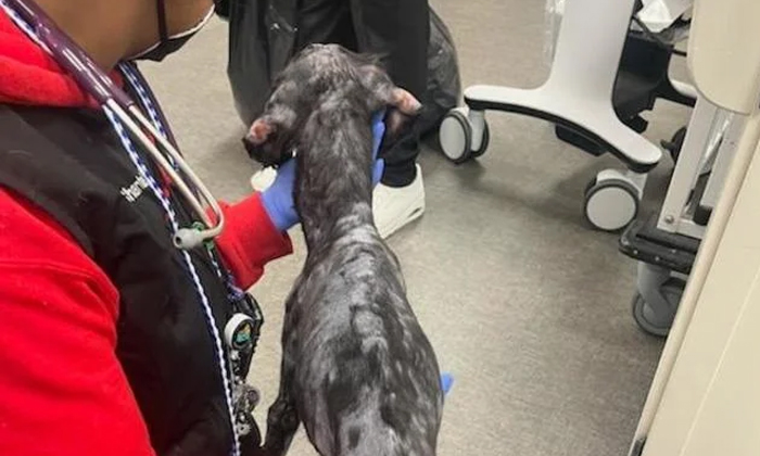 Telugu Animalneglect, Anita Damodaran, Dog Cruelty, Dog, Florida Dog, Portuguese Telugu Animalneglect, Anita Damodaran, Dog Cruelty, Dog, Florida Dog, Portuguese