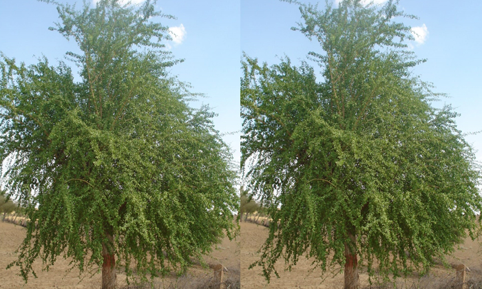  Vanishing Forest Wealth Of Krishnapatte, Vanishing Forest Wealth, Forest Wealth-TeluguStop.com