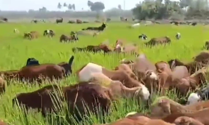  Cattle Feeding Crops With No Water, Cattle ,crops ,no Water, Suryapet District,-TeluguStop.com