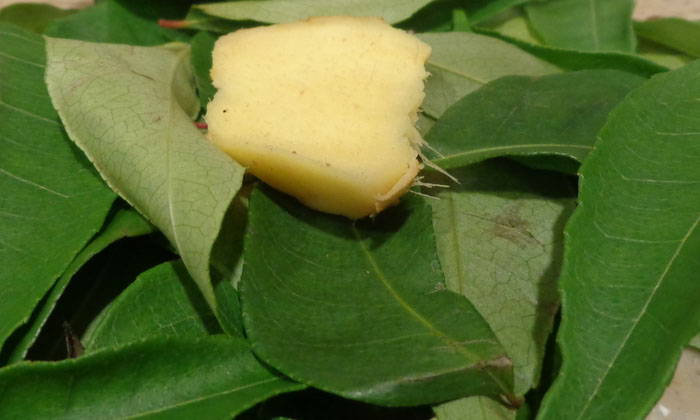 Telugu Curry, Curryginger, Ginger, Care, Care Tips, Healthy, Latest, Fall-Telugu Telugu Curry, Curryginger, Ginger, Care, Care Tips, Healthy, Latest, Fall-Telugu