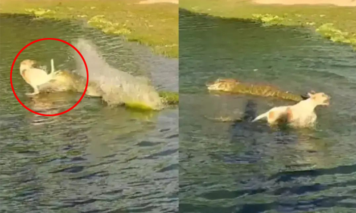  Dog Miraculous Escape From Crocodile Attack Video Viral Details, Crocodile Attac-TeluguStop.com