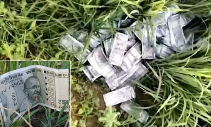  Thieves Were Seen In A Farmer's Field, Farmer's Field, Children Bank Money, Nal-TeluguStop.com