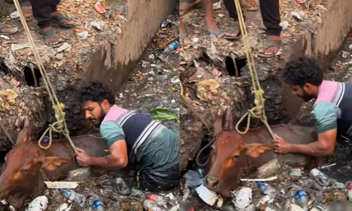 Man Goes Above And Beyond To Rescue Helpless Cow Stuck In Drainage Video Viral D-TeluguStop.com
