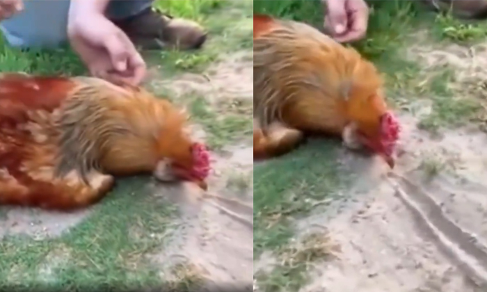 Man Hypnotised A Chicken Video Viral Details, Hypnotized Chicken, Chicken Hypnos Man Hypnotised A Chicken Video Viral Details, Hypnotized Chicken, Chicken Hypnos-TeluguStop.com