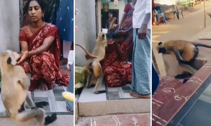 Telugu Andhra Pradesh, Mother, Story, Indian, Monkey, Unbelievable, Wildlife-Lat