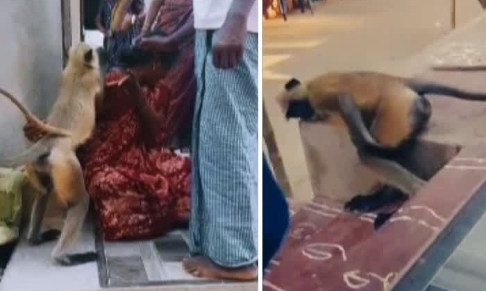  Monkey Comforting A Mother In Taadipudi Village At Andhra Pradesh Details, Monke-TeluguStop.com