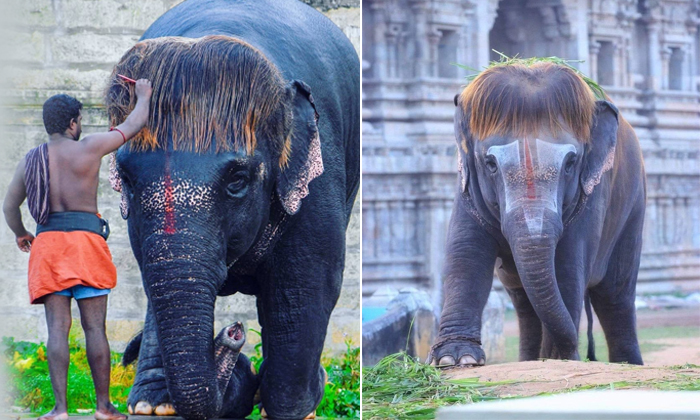  Sengamalam Elephant Winning Hearts With Her Unique Hairstyle Video Viral Details-TeluguStop.com