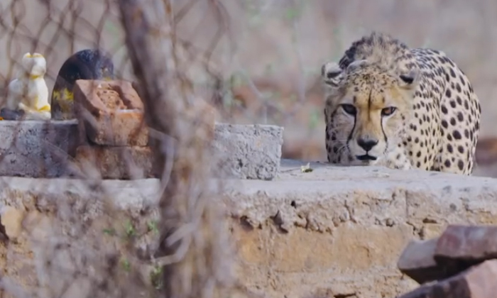  Viral Video Cheetah Bows Before Shivlinga At Kuno Details, Cheetah Shivlinga, Ku-TeluguStop.com