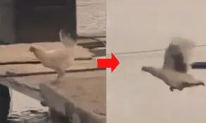  A Chicken Floating In The Air Across A River.. The Video Is Amazing.., Flying Ch-TeluguStop.com