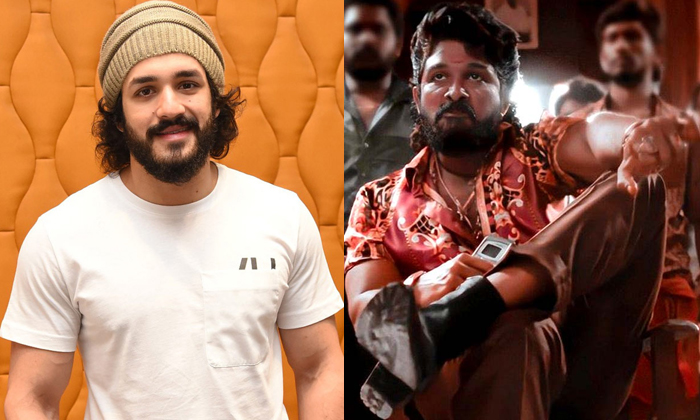 Akhil Follows Pushpa Here Details, Akhil, Allu Arjun, Tollywood, Pushpa, Chittoo Akhil Follows Pushpa Here Details, Akhil, Allu Arjun, Tollywood, Pushpa, Chittoo-TeluguStop.com