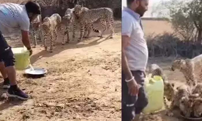 Driver Suspended From Job For Giving Water To Thirsty Leopards In Madhya Pradesh Driver Suspended From Job For Giving Water To Thirsty Leopards In Madhya Pradesh-TeluguStop.com
