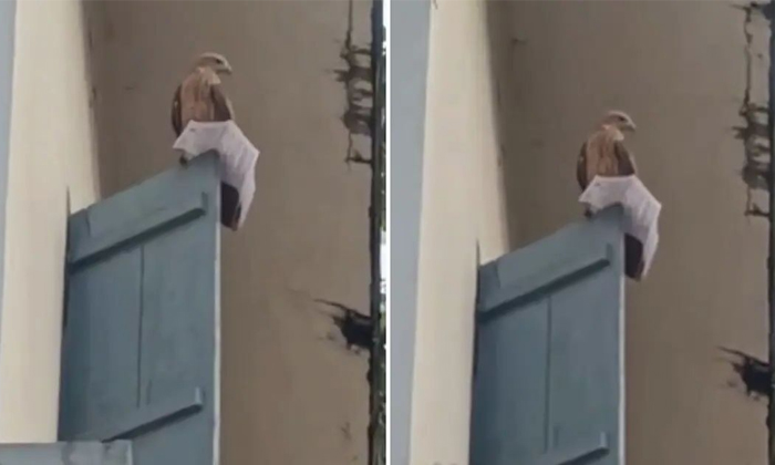  Eagle Snatches Admit Card From Kerala Psc Exam Aspirant Details, Eagle Steals Ti-TeluguStop.com