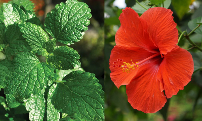 Telugu Amla Powder, Black, Grey, Care, Care Tips, Pack, Healthy, Hibiscus, Remed