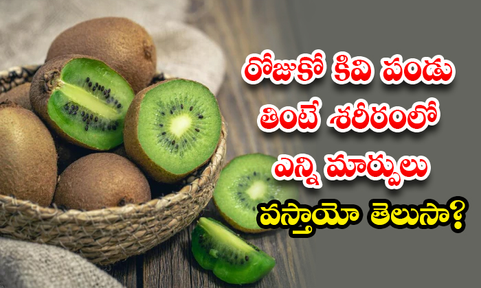 రోజుకో కివి పండు తింటే శరీరంలో ఎన్ని మార్పులు వ‌స్తాయో తెలుసా?